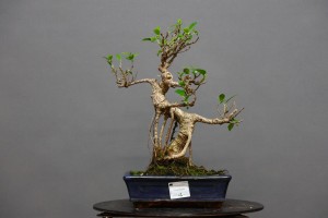 Ficus Tyger Bark FR1