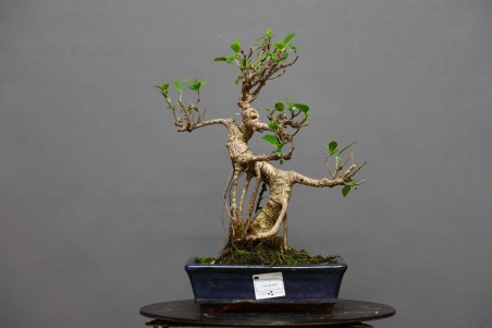 Ficus Tyger Bark FR1