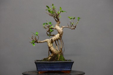 Ficus Tyger Bark FR1