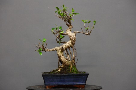 Ficus Tyger Bark FR1