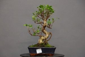 Ficus Tyger Bark FR2
