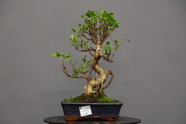 Ficus Tyger Bark FR2