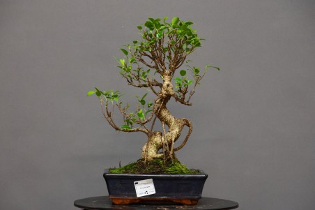 Ficus Tyger Bark FR2