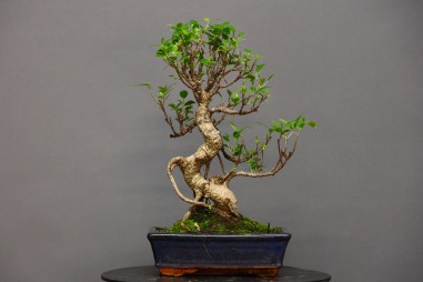 Ficus Tyger Bark FR2