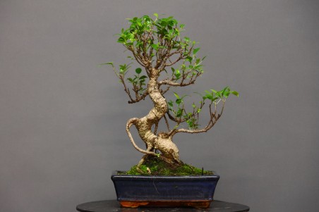 Ficus Tyger Bark FR2