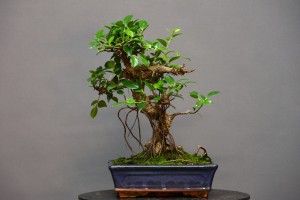 Ficus Tyger Bark FR3