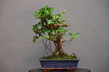 Ficus Tyger Bark FR3
