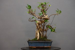 Ficus Tyger Bark FR4