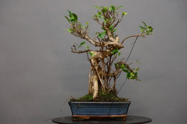 Ficus Tyger Bark FR4