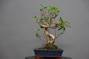 Ficus Tyger Bark FR5