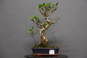 Ficus Tyger Bark FR6
