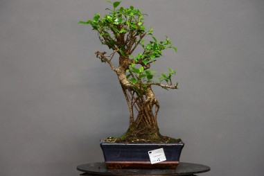 Ficus Tyger Bark FR7