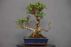 Ficus Tyger Bark FR8