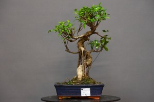 Ficus Tyger Bark FR9