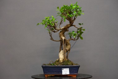 Ficus Tyger Bark FR9