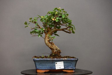 Alcornoque QS2