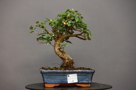 Alcornoque QS2