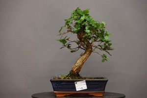 Alcornoque QS3