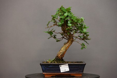 Alcornoque QS3