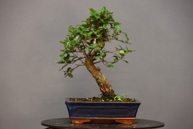 Alcornoque QS3
