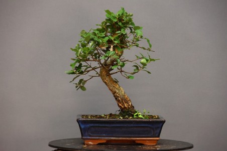 Alcornoque QS3
