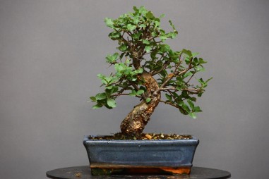 Alcornoque QS4