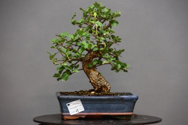 Alcornoque QS4