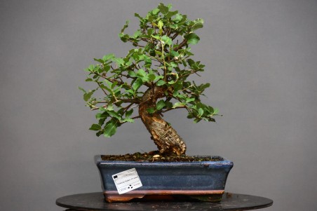 Alcornoque QS4