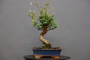 Alcornoque QS5