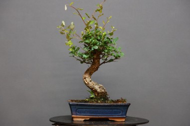 Alcornoque QS5