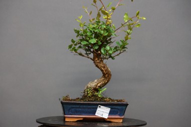 Alcornoque QS5