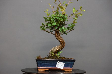 Alcornoque QS5