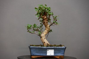 Alcornoque QS6