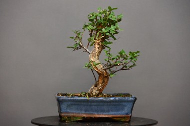 Alcornoque QS6