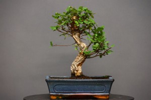 Alcornoque QS7