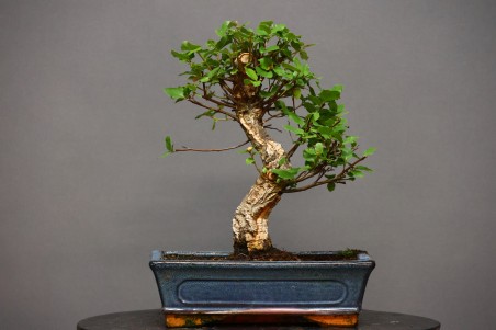 Alcornoque QS7