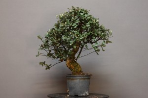 Alcornoque QS8