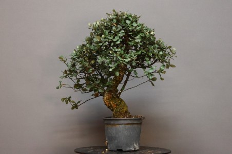 Alcornoque QS8