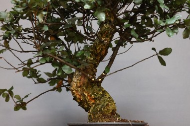 Alcornoque QS8