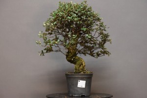 Alcornoque QS9