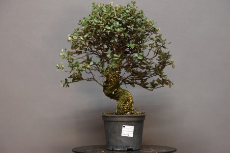 Alcornoque QS9