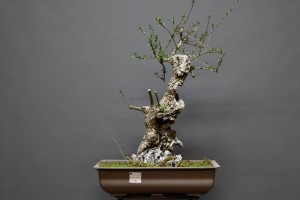 Acebuche VIP 3