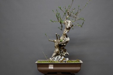 Acebuche VIP 3