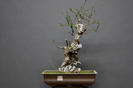 Acebuche VIP 3