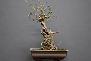 Acebuche VIP 3
