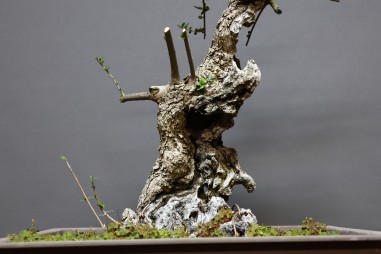Acebuche VIP 3