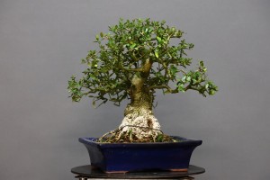 Olivo Acebuche OS2