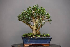Olivo Acebuche OS1