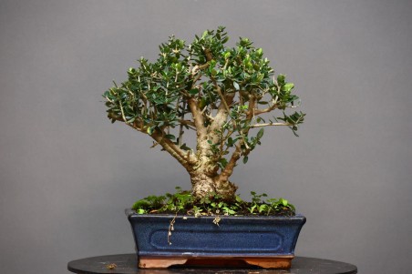 Olivo Acebuche OS1
