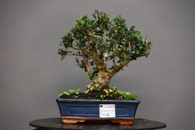 Olivo Acebuche OS1